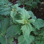 Sigesbeckia orientalis Leaf