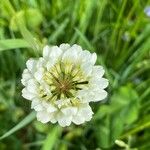 Trifolium nigrescens 花