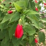 Malvaviscus penduliflorus Folha