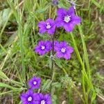 Legousia speculum-veneris Kvet