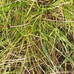 Carex remota Blad