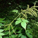 Aruncus dioicus Цветок