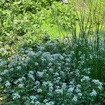 Nasturtium officinale Habit