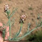 Platycapnos spicata 花