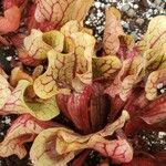 Sarracenia purpurea 葉