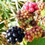 Rubus fruticosus Fruchs