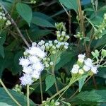 Ageratina ripariaപുഷ്പം