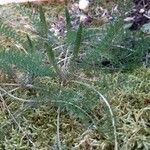 Pedicularis comosa Blad