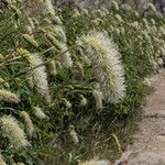 Sanguisorba dodecandra 花