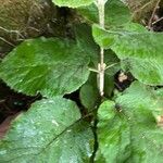 Viburnum lantanaFolha