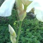 Iris albicans Virág