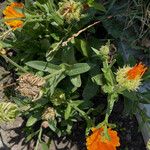 Calendula officinalis 整株植物