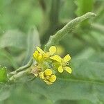 Sisymbrium officinale Цветок