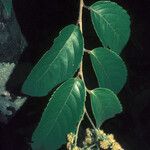 Banara guianensis Flower