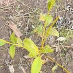 Salix discolorLeaf