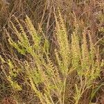 Ambrosia artemisiifolia Плод