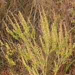 Ambrosia artemisiifolia Frukt