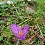 Colchicum autumnaleBlomma