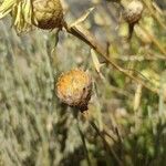 Cheirolophus teydis Fruit