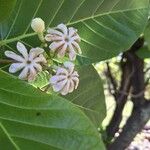 Guettarda speciosa Flower