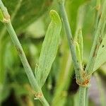 Polygonum bellardii Leaf