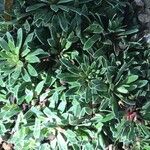 Saxifraga hostii Likasa