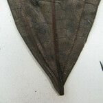 Miconia longifolia Други