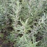 Artemisia verlotiorumFoglia