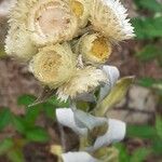 Helichrysum foetidum Žiedas