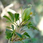 Ononis minutissima Leaf