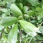 Viburnum sieboldii Levél