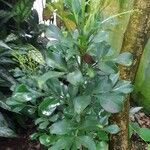 Aglaia odorata 葉