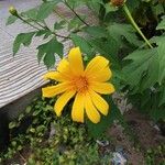 Tithonia diversifolia 花