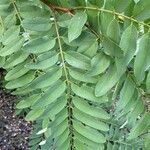 Robinia viscosa Blatt