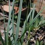 Carex meadii পাতা