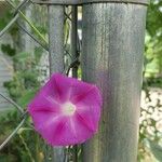 Ipomoea tricolor Blüte