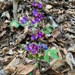 Lathyrus vernus 花