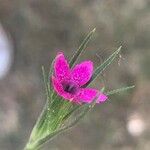 Dianthus armeria പുഷ്പം