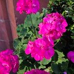 Pelargonium zonale Natur