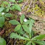 Trientalis borealis Floare