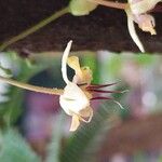 Theobroma cacao Flower