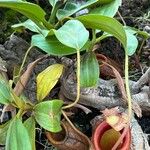 Nepenthes mira ഇല