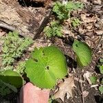 Sanguinaria canadensis Hostoa