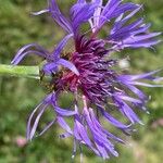 Centaurea triumfettii Flower