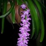 Aerides rosea Flor