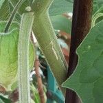 Physalis pubescens Bark