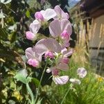 Lathyrus odoratusBlomst