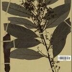 Ocotea tabacifolia 葉