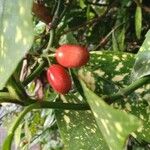 Aucuba japonica Fruit