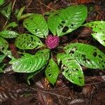 Psychotria guapilensis Habit